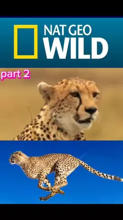 Wild animals