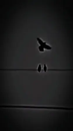 JJ 3burung Sad