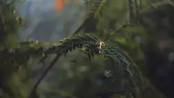 Cinematic HD 