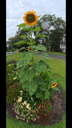 Sunflowers 