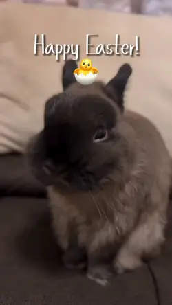 Happy Easter guys! 🐣