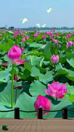 Vu Lan Nhớ Mẹ