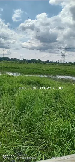 codid