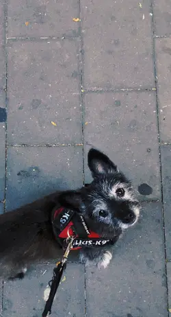 Perros