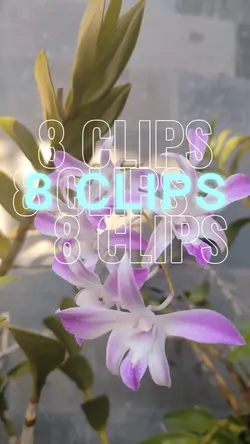 8 Clips HD Cinematic