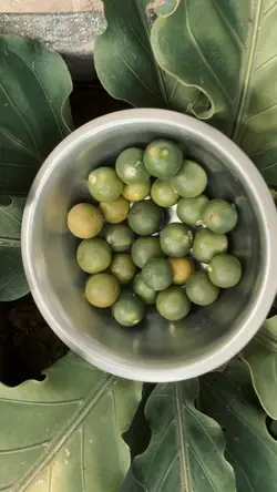 Calamansi