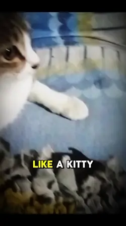 alagang kung pusa 
