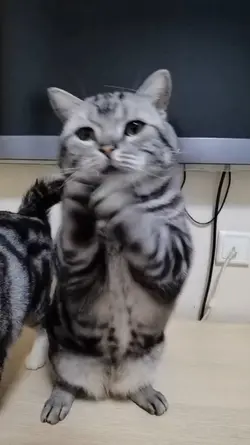 sound kucing lucu