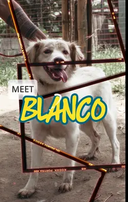 MEET BLANCO