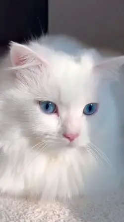 4K CAT SLOWMO