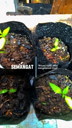 tanaman cabe