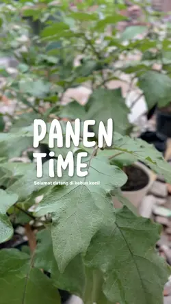 Panen