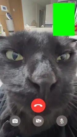 Cat make videocall 
