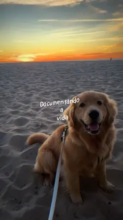 Documentando a vida