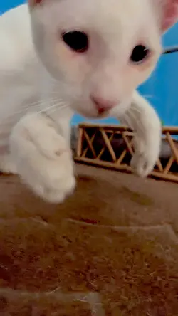 Funny cat