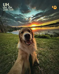 esthetic dog