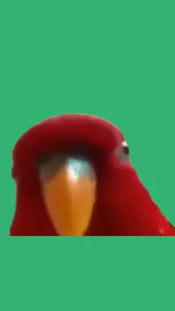 red bird meme