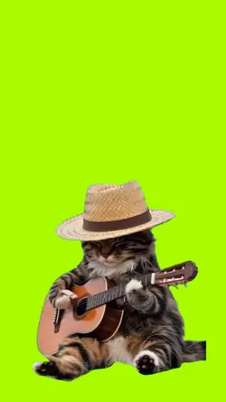 GATO CON GUITARRA 2