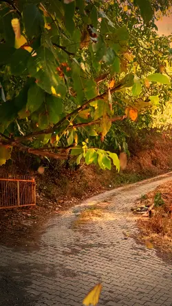 sonbahar yaprakları 