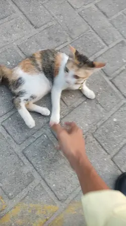 Kunfu kucing
