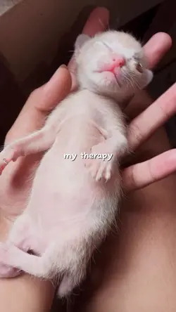 my therapy is cat
