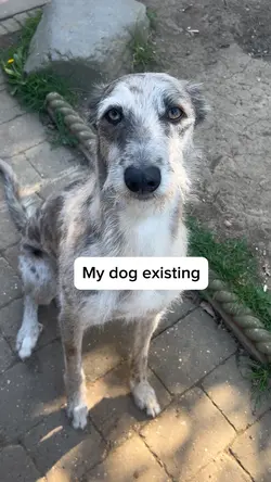 My dog existing 2 