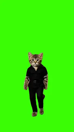 Cat/Gato