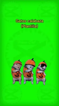 Gatos calabaza