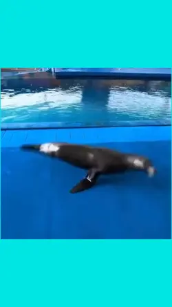 dancing seal