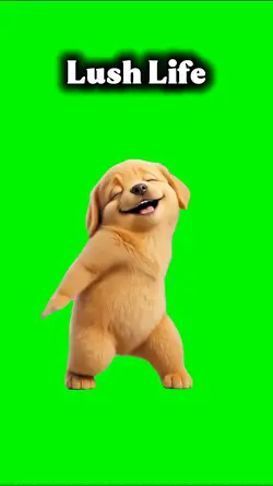 Lush Life Dog