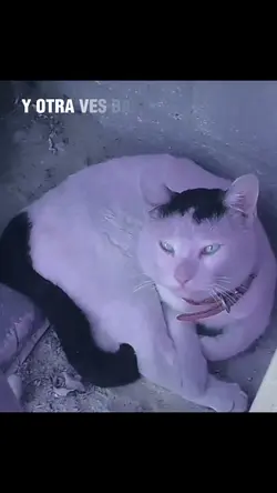 Mi Gatito❤️🩹🕊️