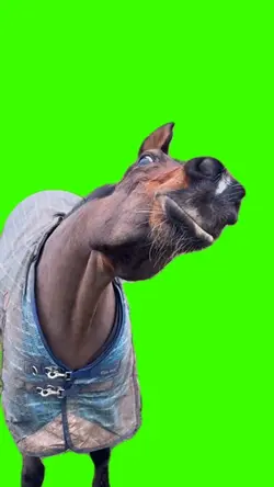 Horse smilin