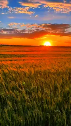 Senja HD+
