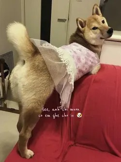 Ghệ Chó iu nhiều ảnh