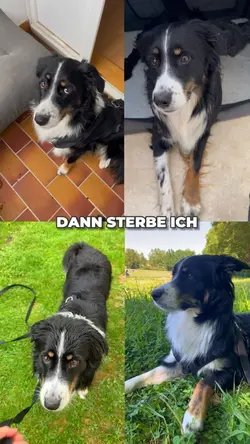 Multigrid Hund