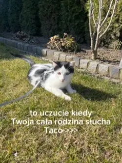 tacooo