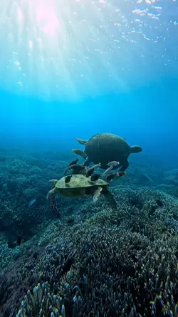 under water vlog