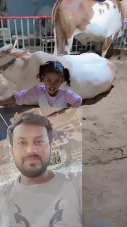 cow TikTok trend 