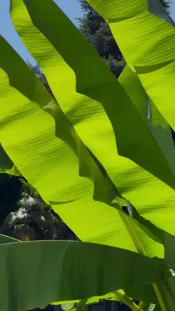 cinematic kemenangan