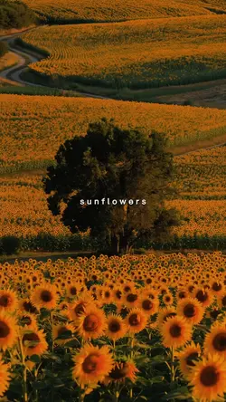 sunflowers