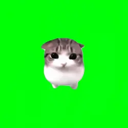 dam dam greenscreen