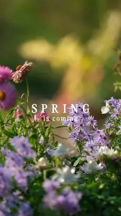 spring >>>