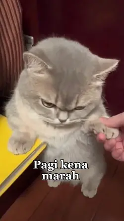 kucing