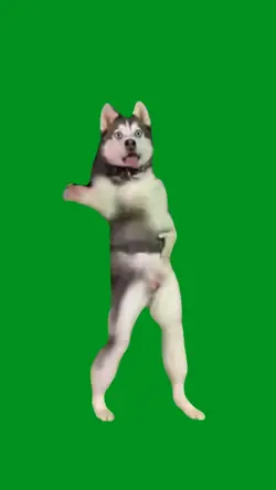 dancing dog 
