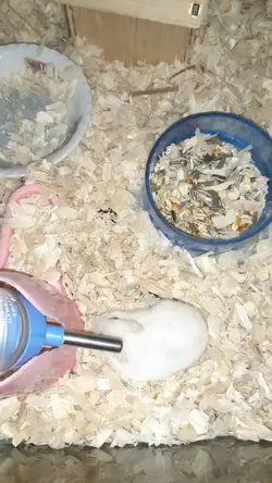 Hamster takut cahaya