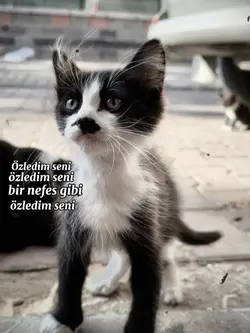 Özledim seni
