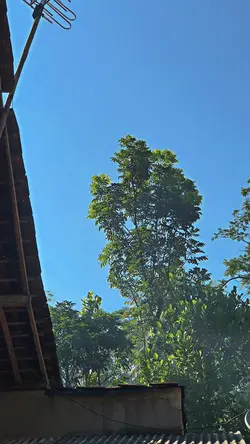 1VID no blur