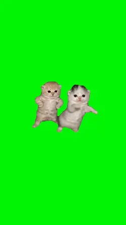cat dancing meme 
