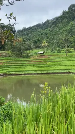 halaman kampung