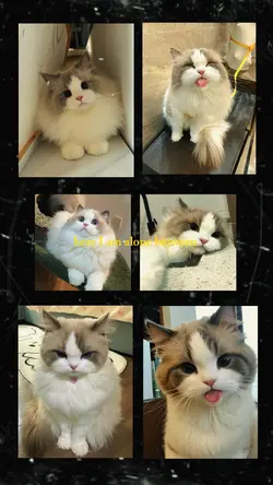 Cat Memories.